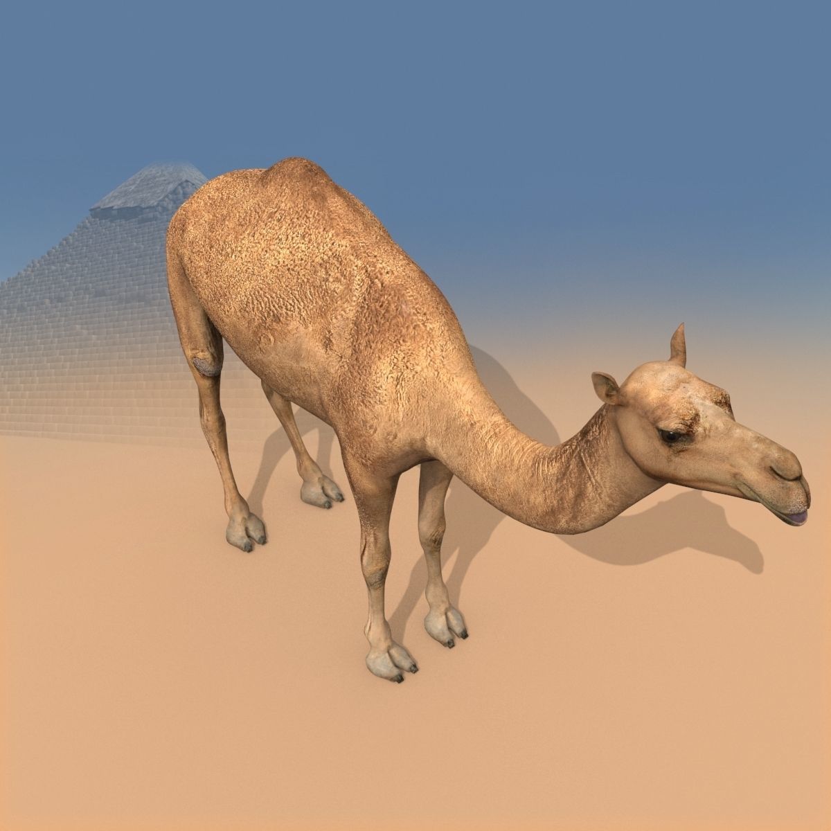 Pro Camel 8K - 3d animated model 3D model_23