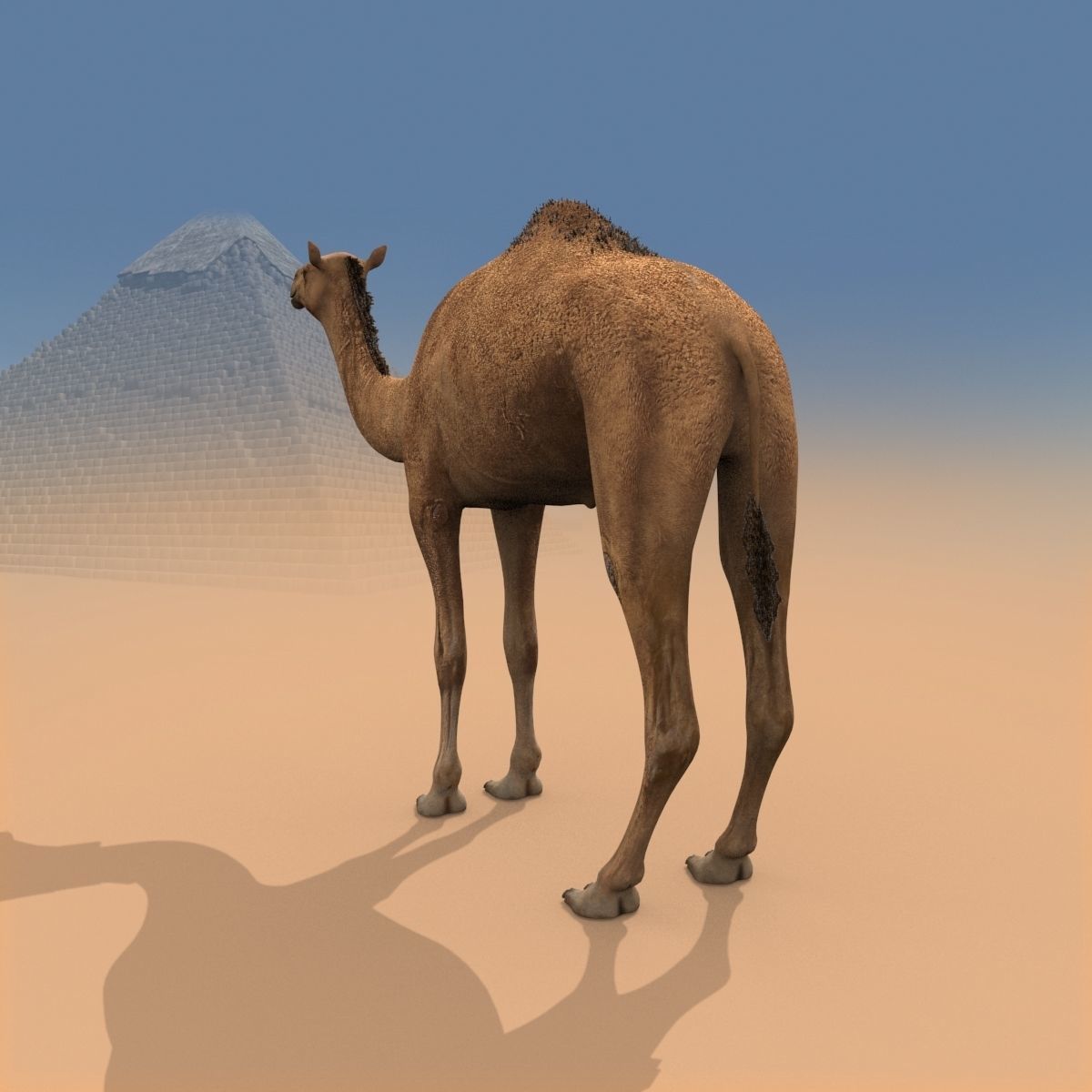 Pro Camel 8K - 3d animated model 3D model_22