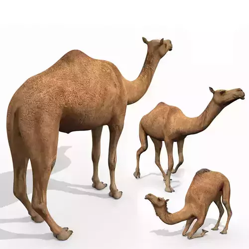 Pro Camel 8K - 3d animated model 3D model Pro Camel 8K - 3d animated model 3D model