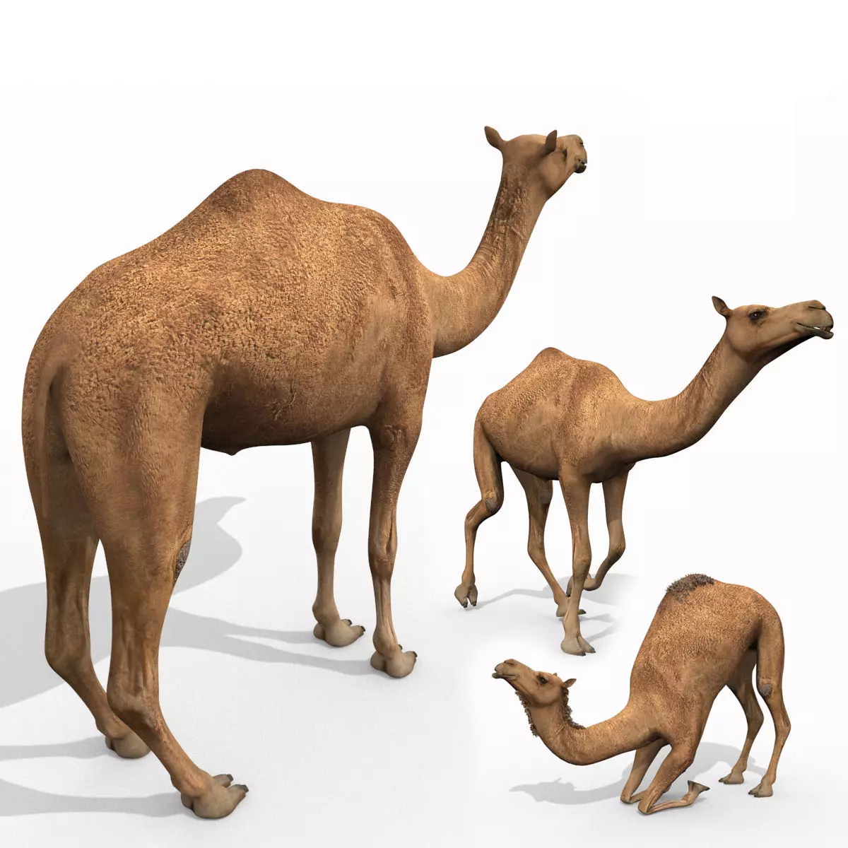 Pro Camel 8K - 3d animated model 3D model_0
