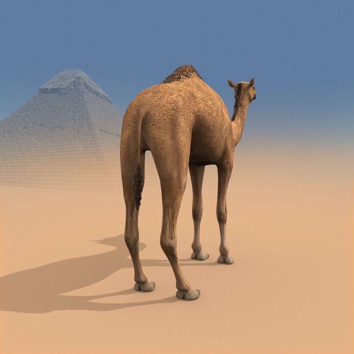 Pro Camel 8K - 3d animated model 3D model_19