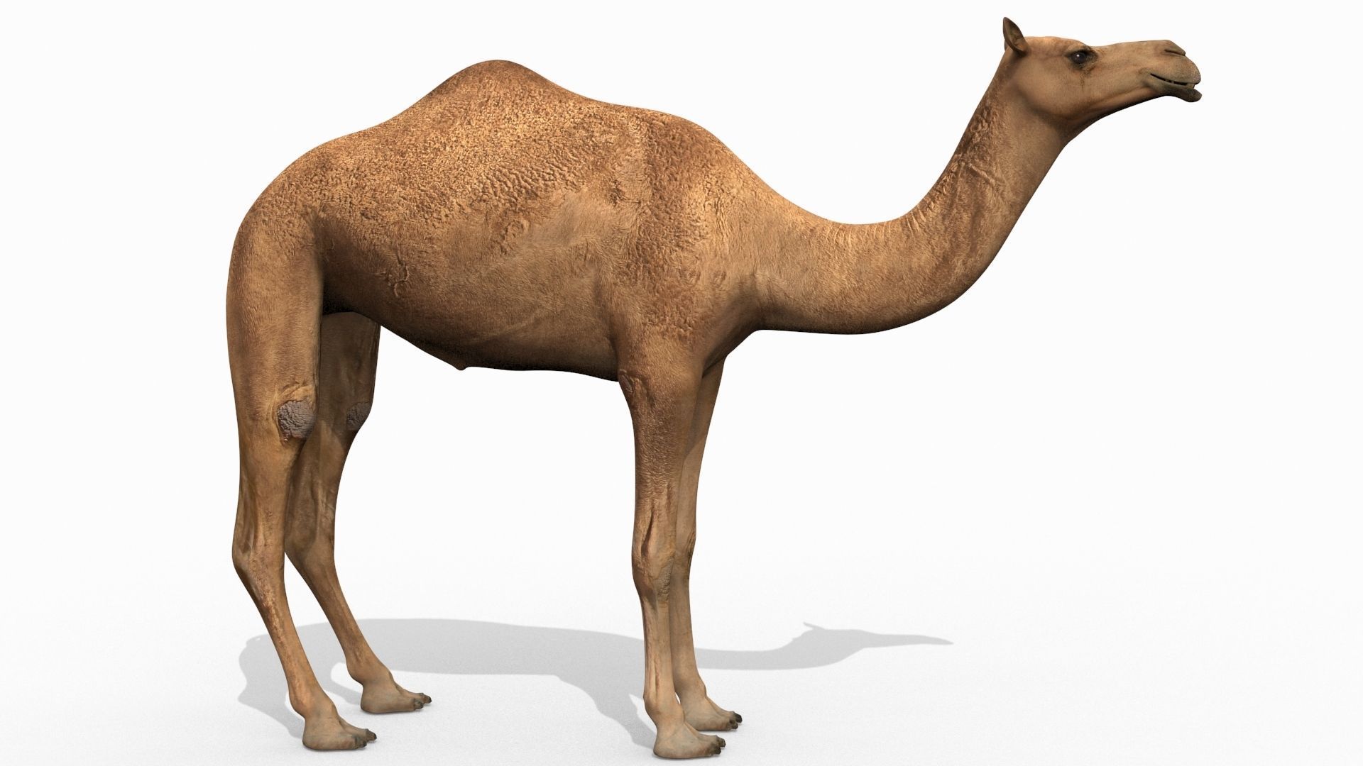 Pro Camel 8K - 3d animated model 3D model_8