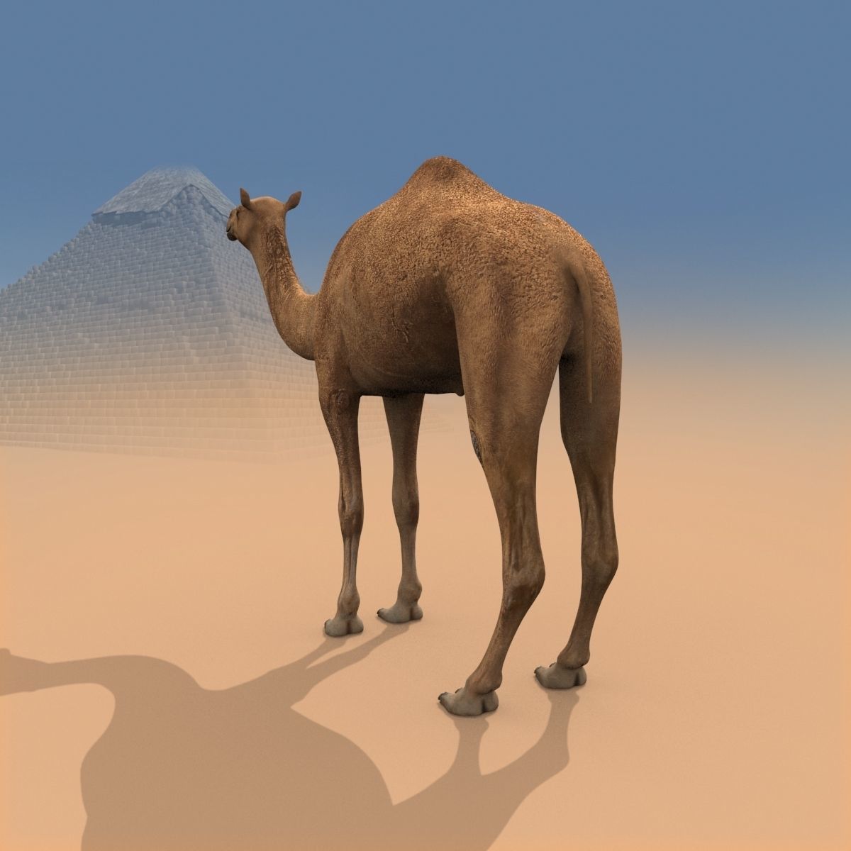 Pro Camel 8K - 3d animated model 3D model_21