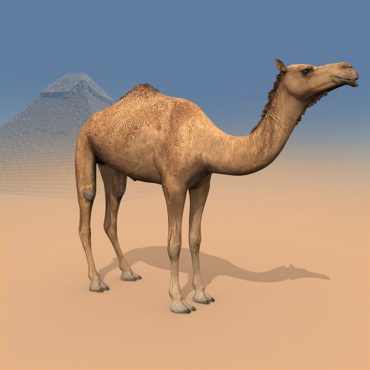 Pro Camel 8K - 3d animated model 3D model_17