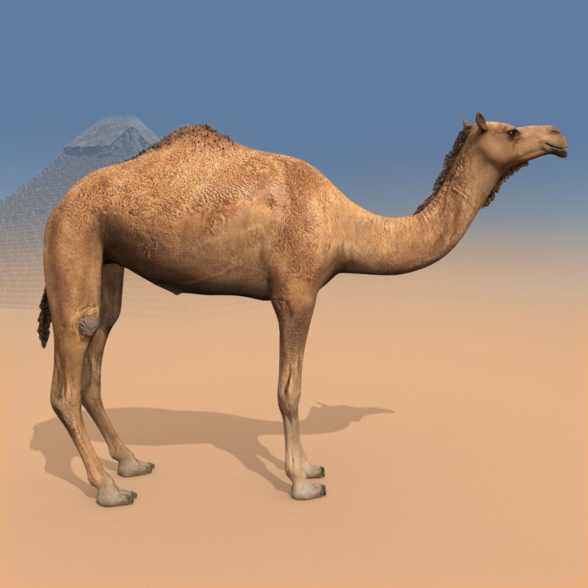 Pro Camel 8K - 3d animated model 3D model_18