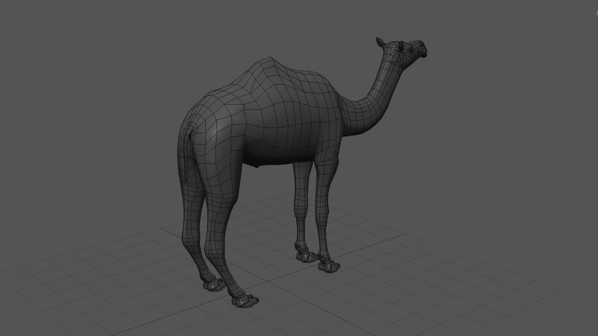 Pro Camel 8K - 3d animated model 3D model_16