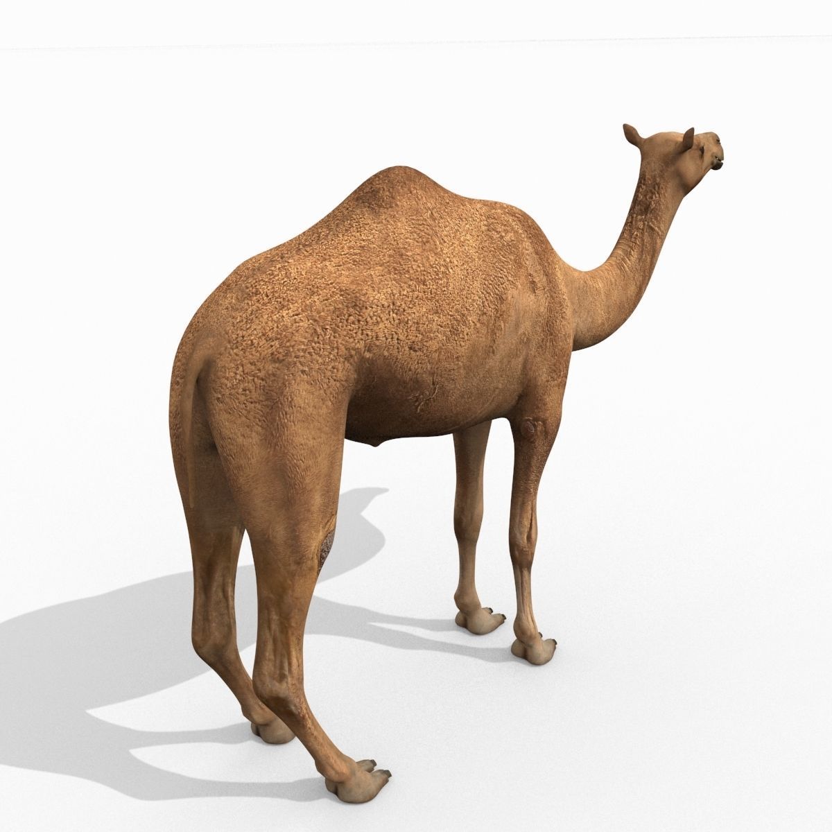 Pro Camel 8K - 3d animated model 3D model_7