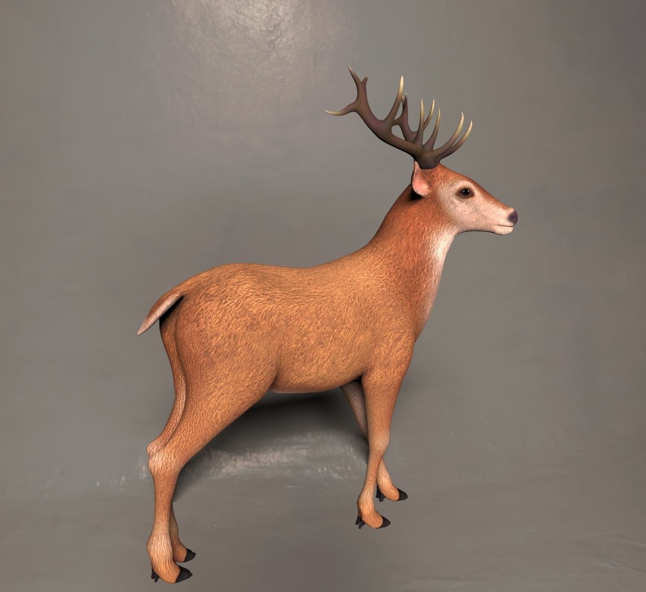 Reindeer or deer 3d model 3D model_2