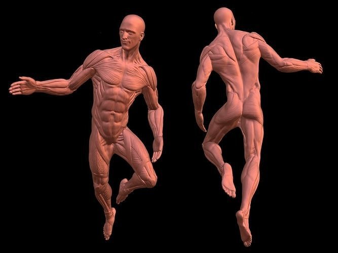 Male Ecorche anatomy fly pose 3D print model