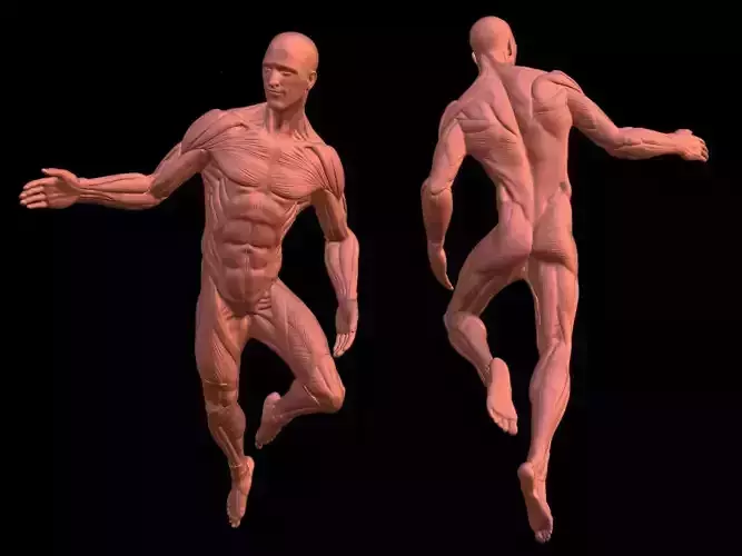 Male Ecorche anatomy fly pose 3D print model