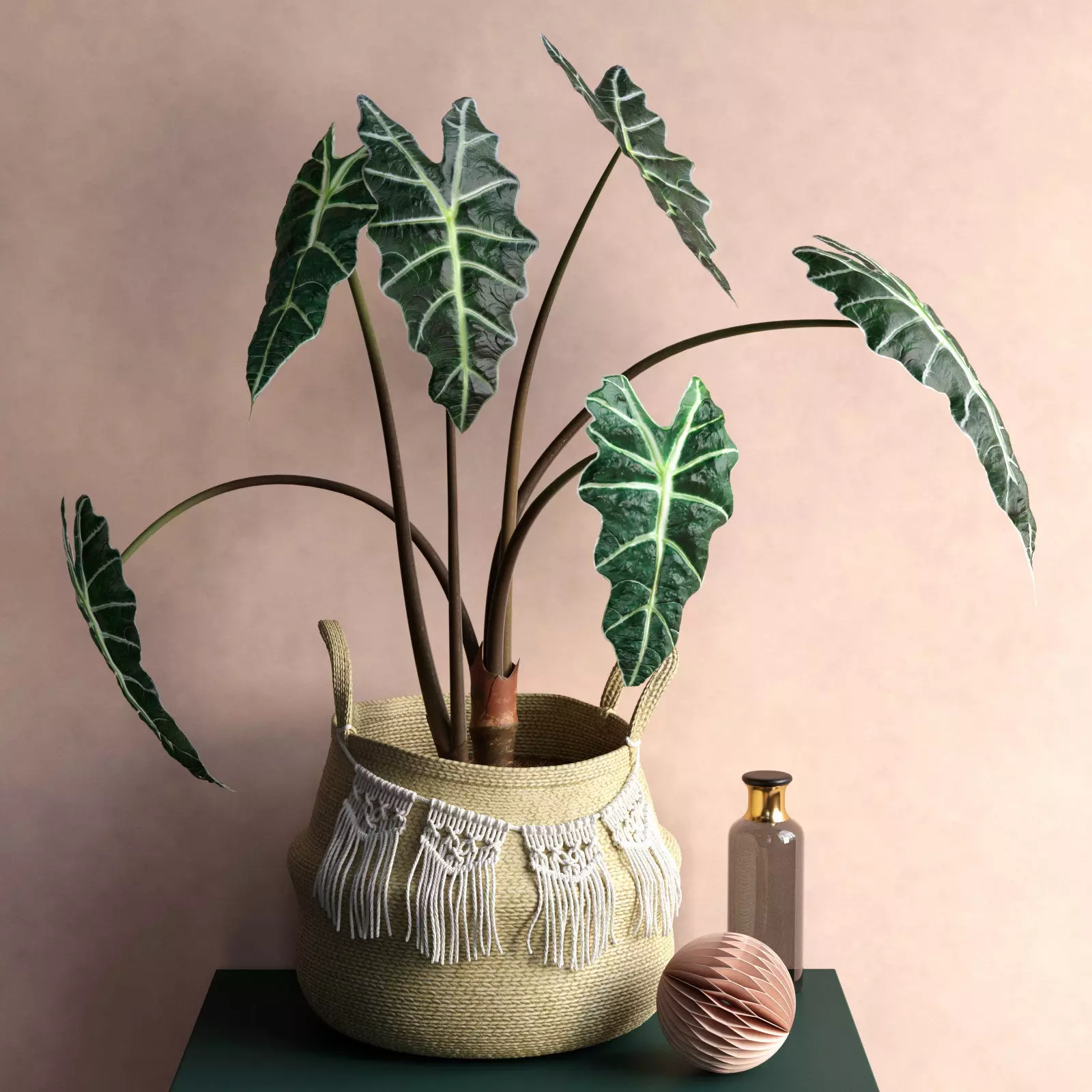 Alocasia Polly Plant 3D model