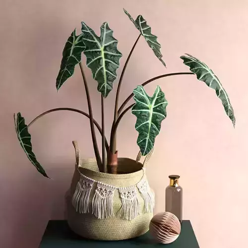 Alocasia Polly Plant
