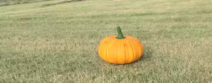 Pumpkin