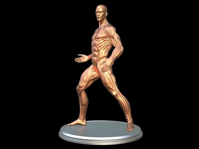 Male Ecorche anatomy fight pose 3D print model