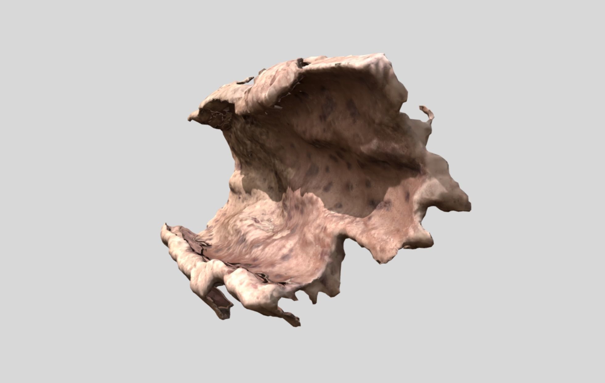 Photoscan Concave Bark 3D model_1