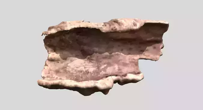 Photoscan Concave Bark 3D model