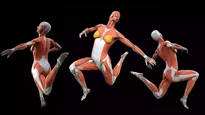 Human Anatomy woman 3D model