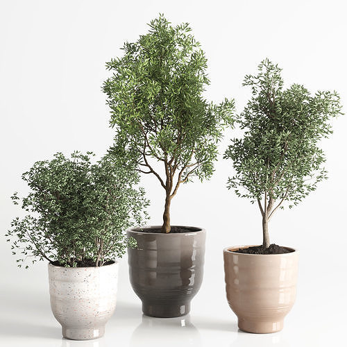 collection Indoor plant 57 vase handmade pottery plant tree pot 3D model