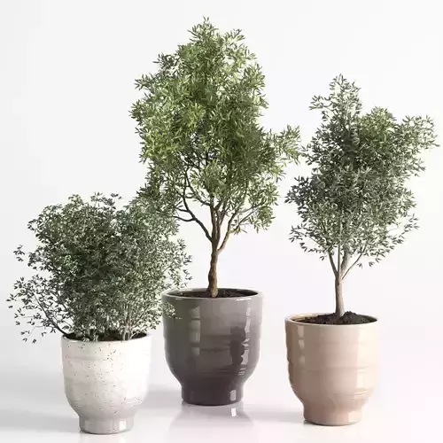 collection Indoor plant 57 vase handmade pottery plant tree pot