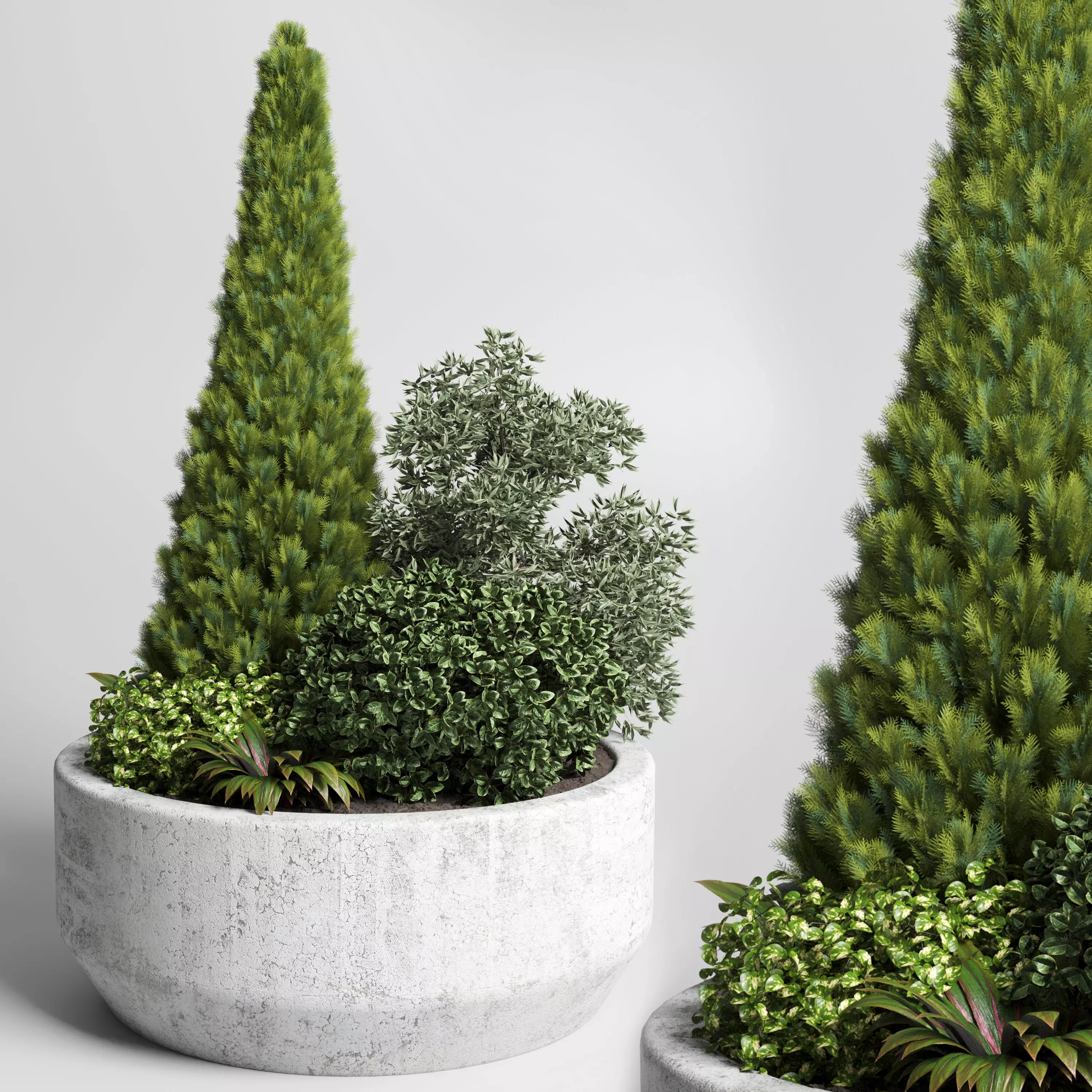 collection outdoor garden pot grass and thuja bush concrete vase 3D model