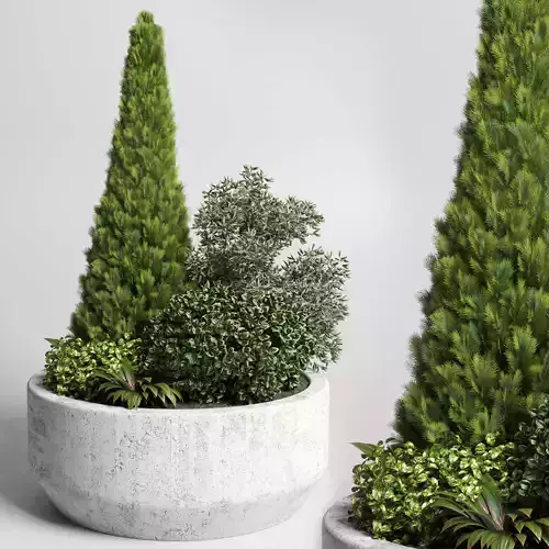 collection outdoor garden pot grass and thuja bush concrete vase
