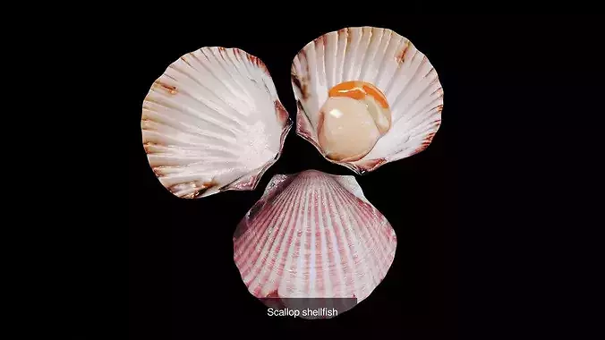 Seafood  3D Model Pack 7