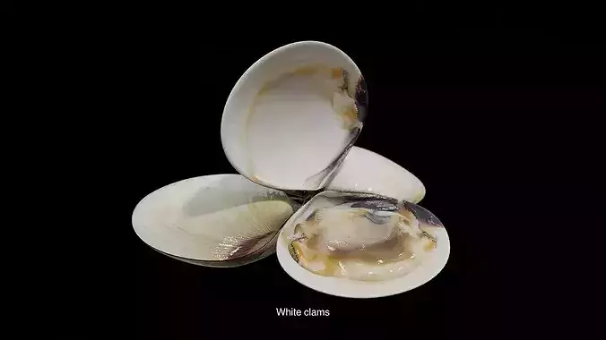 Seafood  3D Model Pack 6