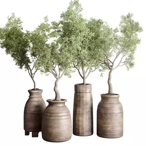 collection indoor plant 58 wood old vase tree pot