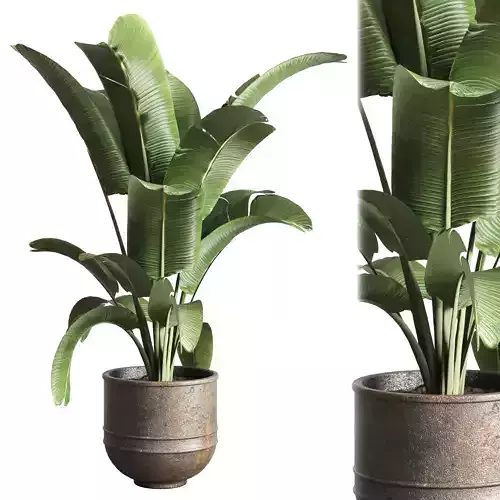 indoor plant 59 dirt metal old vase pot plant