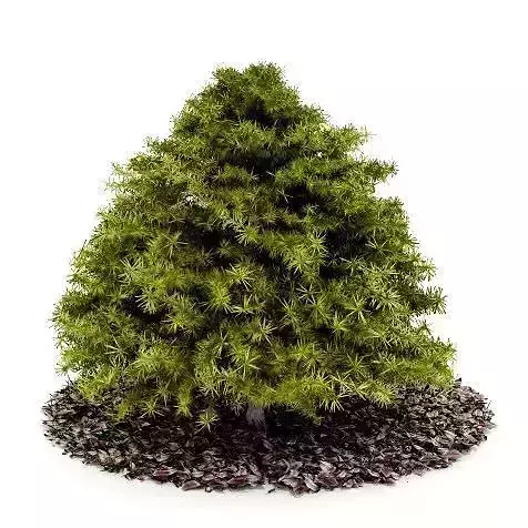 Small Green Conifer Tree