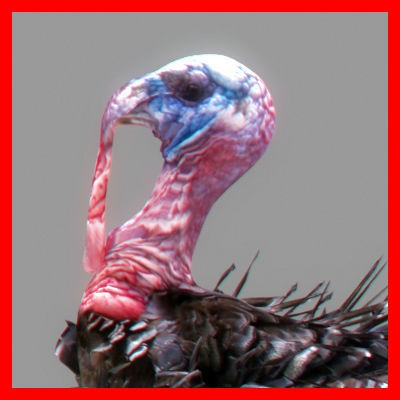 Animated Turkey 3D model_2
