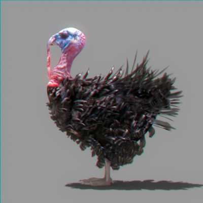 Animated Turkey 3D model_3