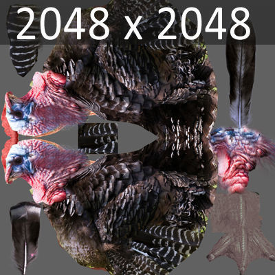 Animated Turkey 3D model_5