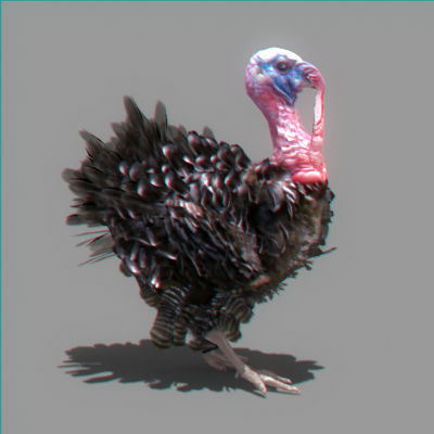 Animated Turkey 3D model_4