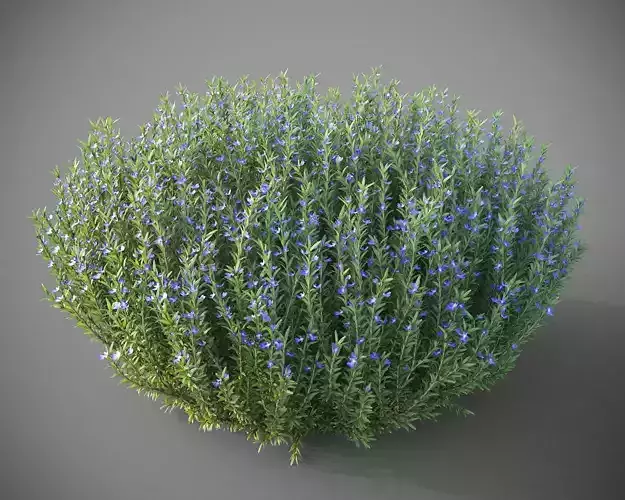 XfrogPlants Rosemary - Rosmarinus Officinalis