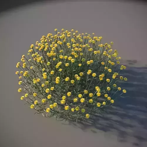 XfrogPlants Cotton Lavender - Santolina Chamaecyparissus 