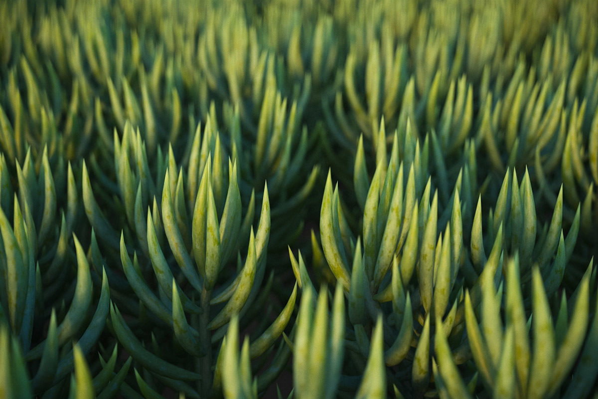 XfrogPlants Blue Chalksticks - Senecio Mandraliscae Free 3D model_2