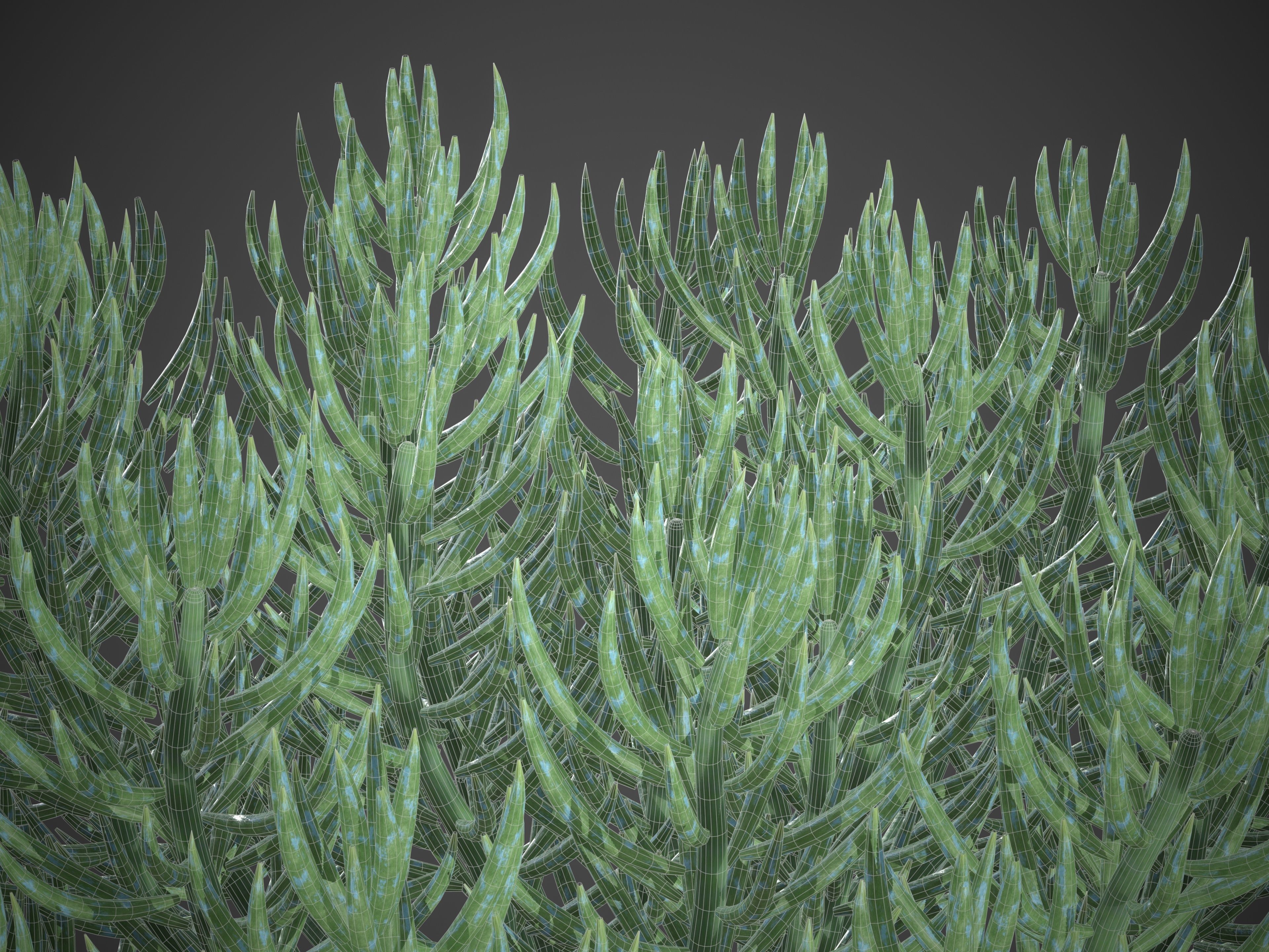 XfrogPlants Blue Chalksticks - Senecio Mandraliscae Free 3D model_7