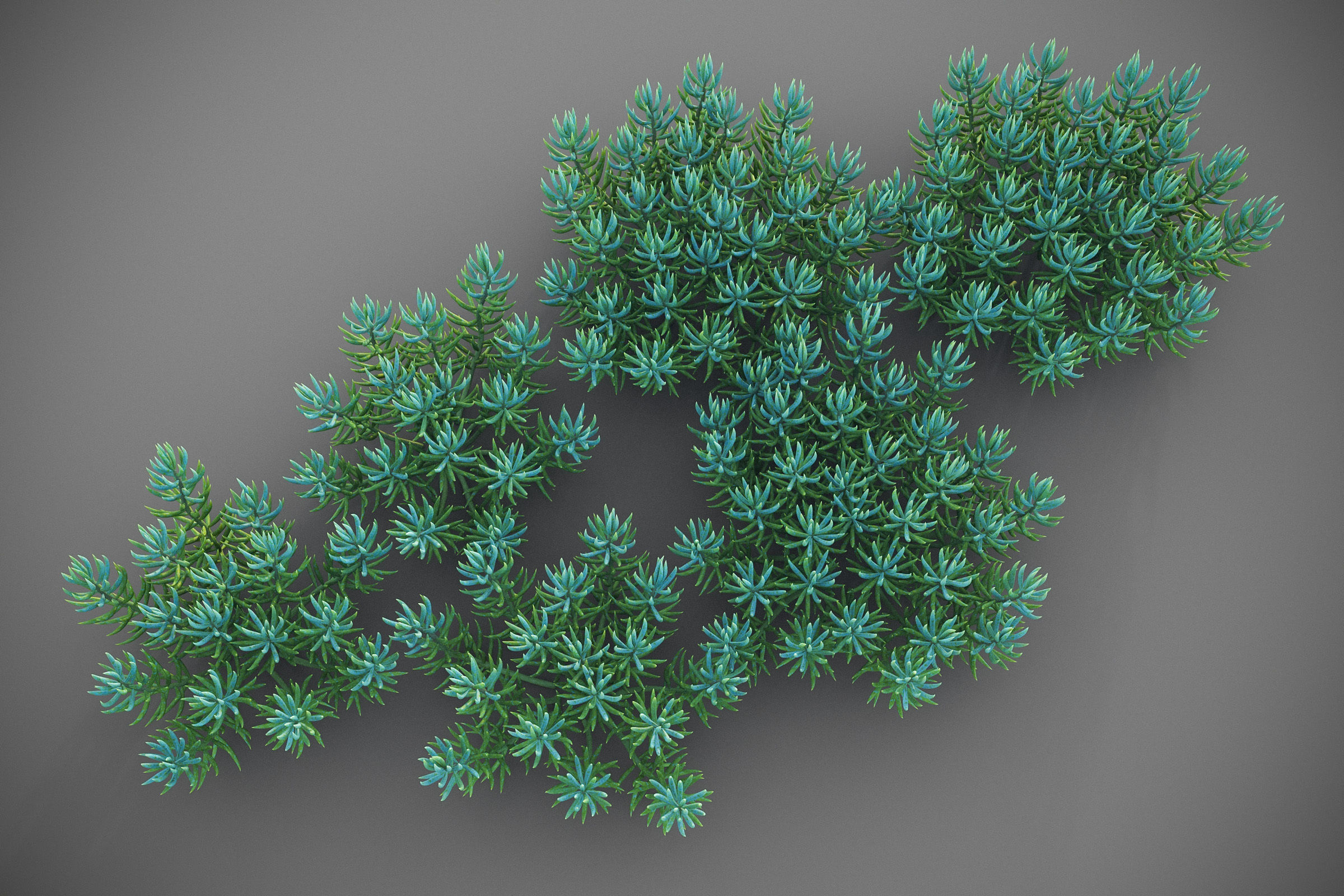 XfrogPlants Blue Chalksticks - Senecio Mandraliscae Free 3D model_5