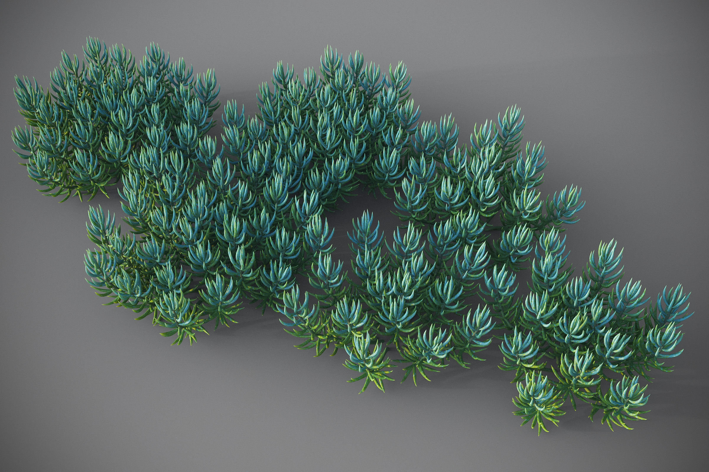 XfrogPlants Blue Chalksticks - Senecio Mandraliscae Free 3D model_3