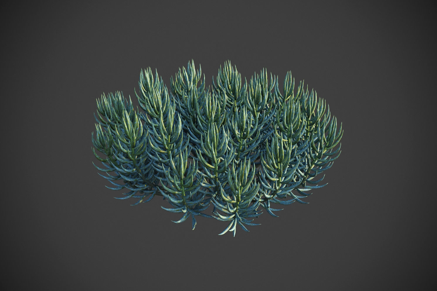 XfrogPlants Blue Chalksticks - Senecio Mandraliscae Free 3D model_4