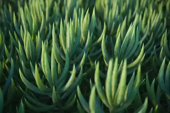 XfrogPlants Blue Chalksticks - Senecio Mandraliscae Free 3D model
