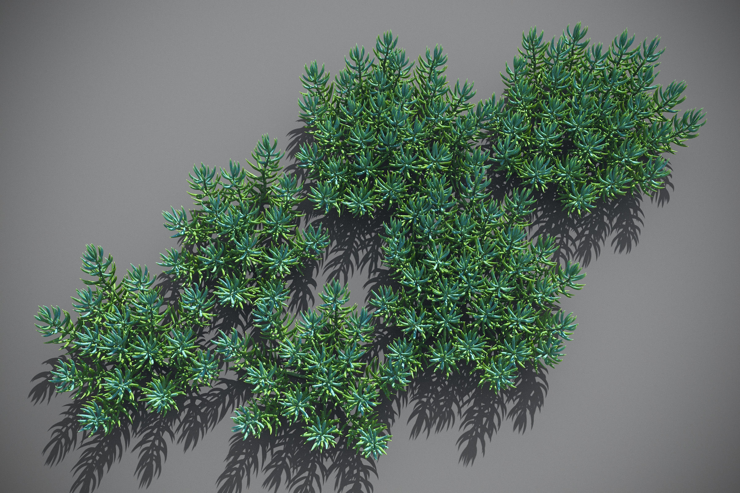 XfrogPlants Blue Chalksticks - Senecio Mandraliscae Free 3D model_6