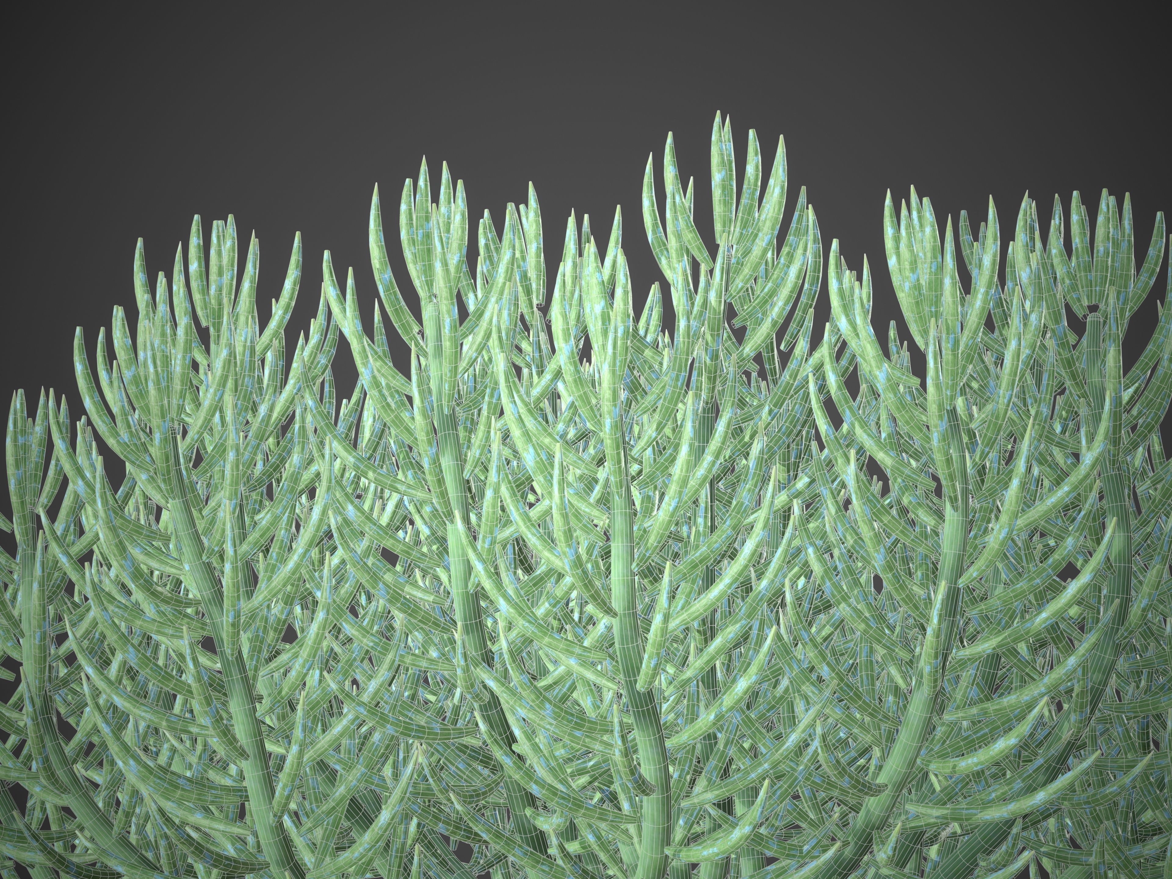 XfrogPlants Blue Chalksticks - Senecio Mandraliscae Free 3D model_8