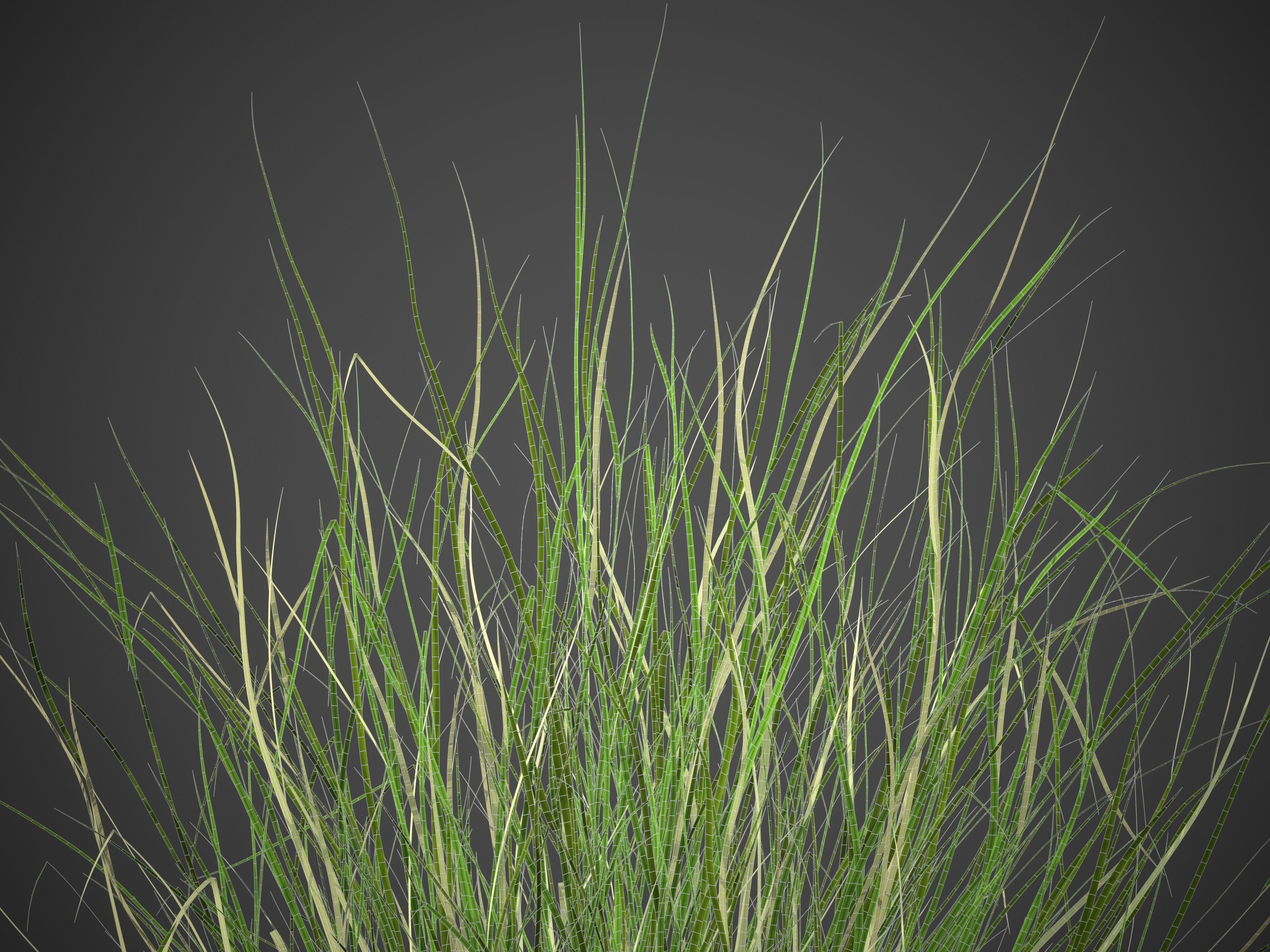 XfrogPlants Sand Cordgrass - Spartina Bakeri  3D model_4