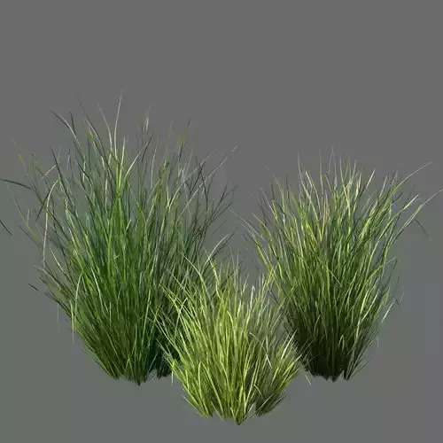 XfrogPlants Sand Cordgrass - Spartina Bakeri  3D model