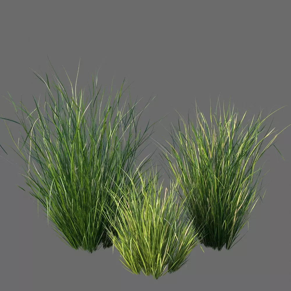 XfrogPlants Sand Cordgrass - Spartina Bakeri  3D model_0