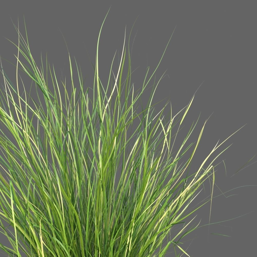 XfrogPlants Sand Cordgrass - Spartina Bakeri  3D model_3