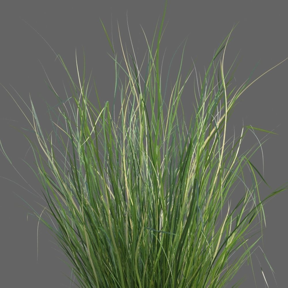 XfrogPlants Sand Cordgrass - Spartina Bakeri  3D model_2