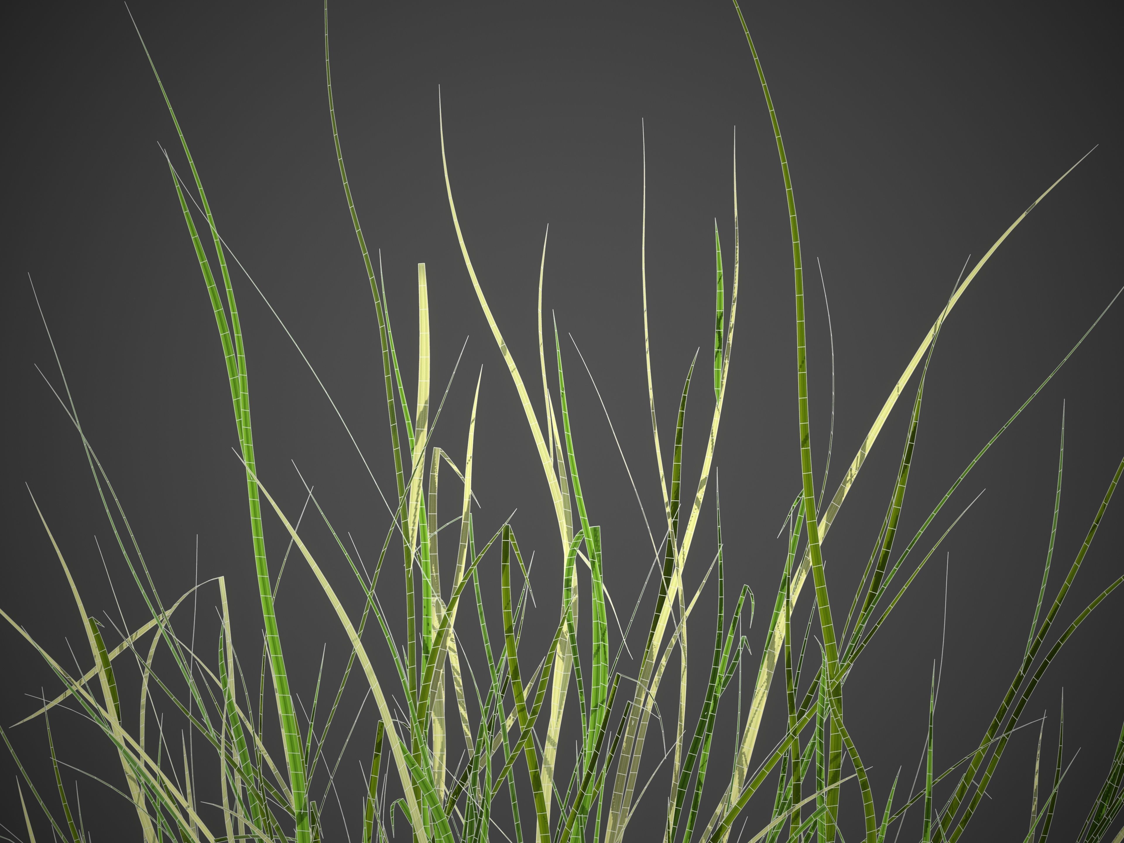 XfrogPlants Sand Cordgrass - Spartina Bakeri  3D model_5